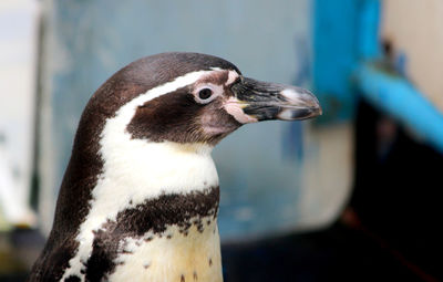 Close-up of a penguin looking away