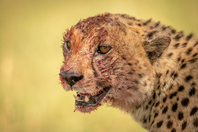 Close-up of cheetah looking away