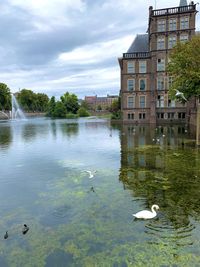 Ducks swimming in lake against buildings