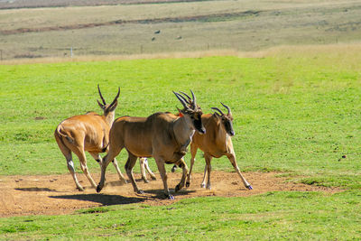 A group of wild common eland or antelope in a african game reserve or safari