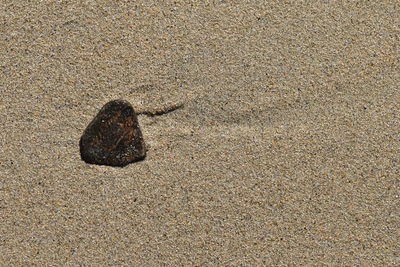 High angle view of crab on sand