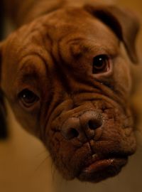 Close-up portrait of a dog