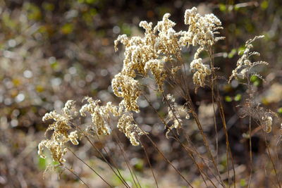 Close-up of wilted flower on field