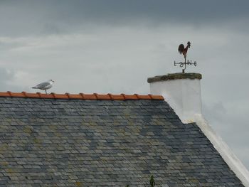 Seagull perching on roof against sky