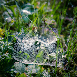 Close-up of snake on field