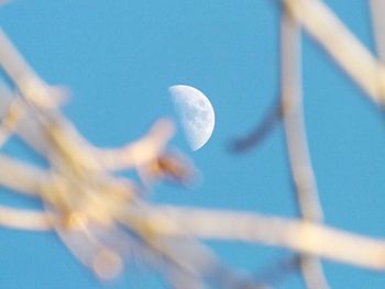 Close-up of jellyfish against blue sky