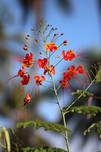 Close-up of red flowering plant against sky