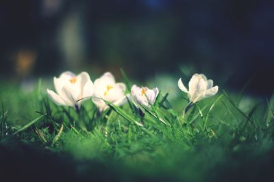 Close-up of white flowers on field