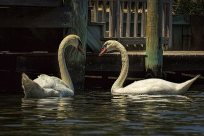 Mute swans swimming on lake