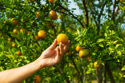 Cropped image of hand holding fruits on tree