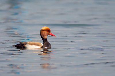 Duck swimming in lake