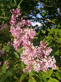 Close-up of pink flowers on tree