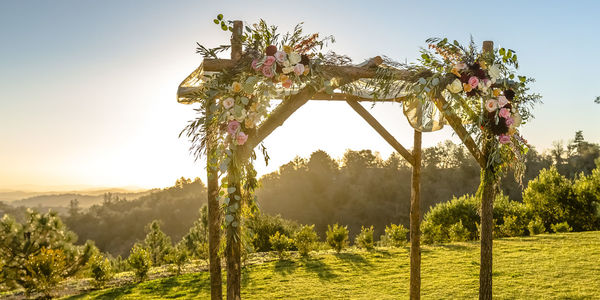 Scenic view of flowering trees on field against sky