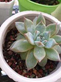 Close-up of succulent plant in pot