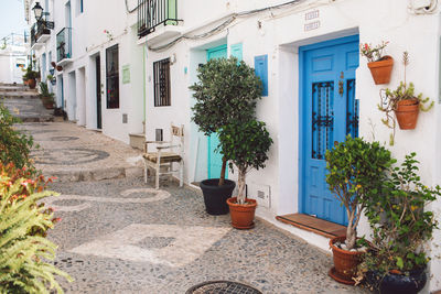 Potted plants on street by building