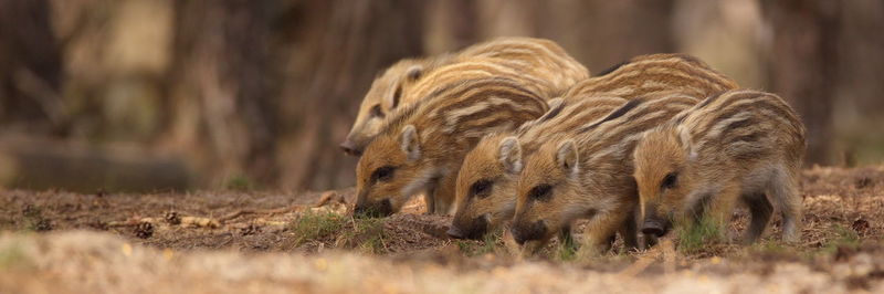 Wild boar piglets in forest