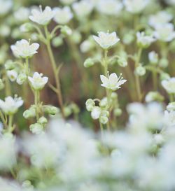 Close-up of flowers