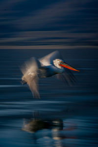 Close-up of bird flying against sky