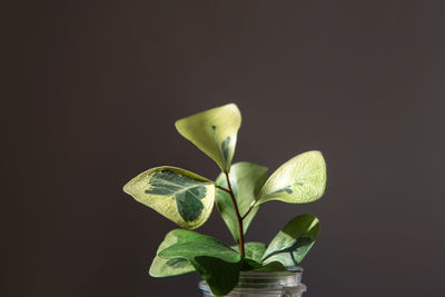 Close-up of plant against black background