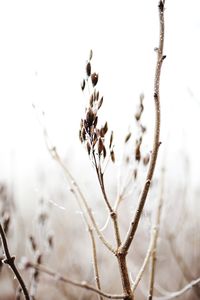 Close-up of wilted plant on field