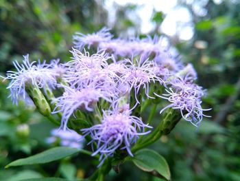 Close-up of purple flowers blooming outdoors