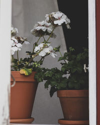 Close-up of potted plant against wall