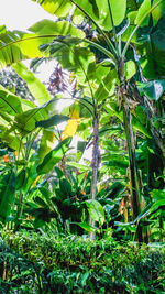 Close-up of flowering plant