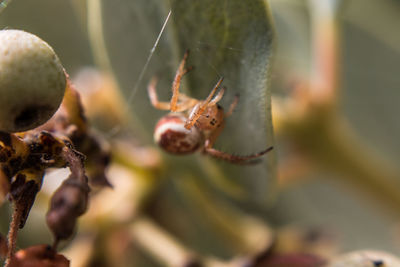Close-up of spider on web