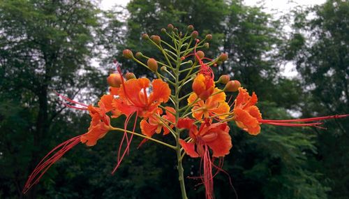 Close-up of orange flower tree