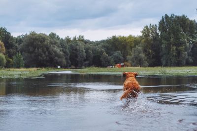 Horse on lake by trees against sky