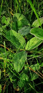 High angle view of fresh green plant on field