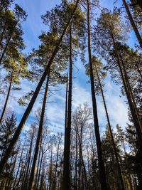 Low angle view of trees against blue sky