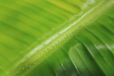 Full frame shot of green leaf