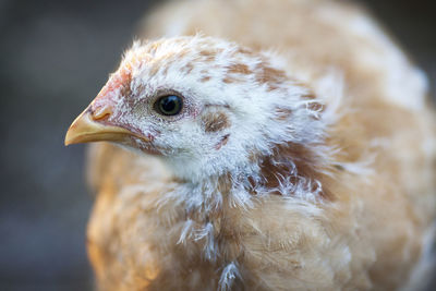 Close-up of hen looking away