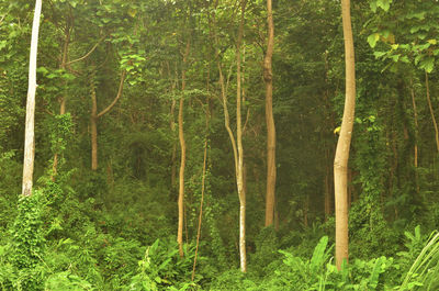 View of trees in forest