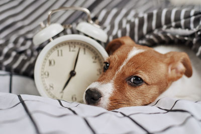 Jack russell terrier dog sleeps in bed with vintage alarm clock. wake up and morning concept