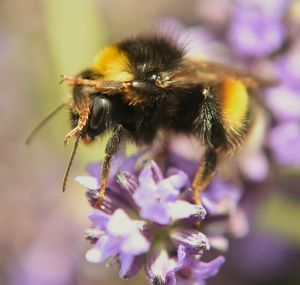Close-up of bee on purple flower