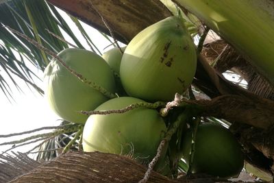 Low angle view of coconut palm tree