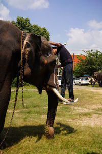 Full length of a horse in a field