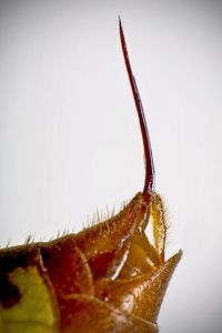 Close-up of plant over white background