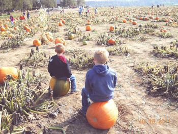 Rear view of siblings sitting on pumpkins at field