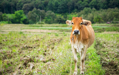 Cow in a field