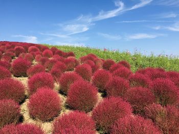 Red flowering plants on field against sky