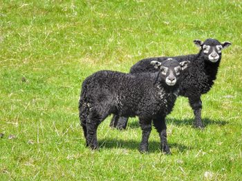 Portrait of a sheep in a field