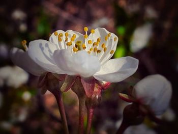 Close-up of white daisy flower