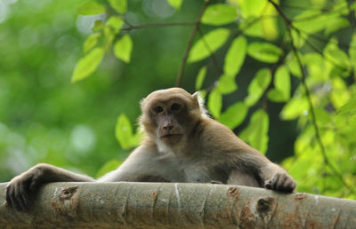 Portrait of monkey sitting on tree