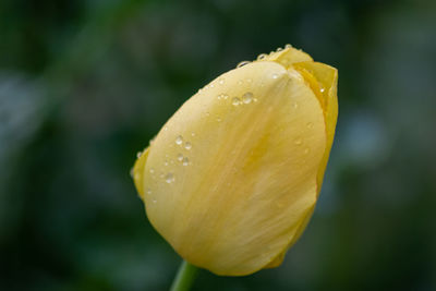 Close-up of wet yellow flower