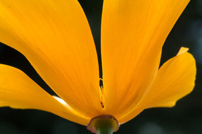 Close-up of yellow flower