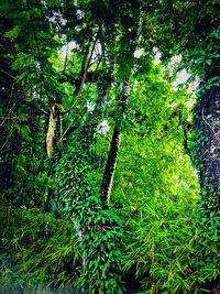 Low angle view of trees in forest