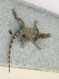 High angle view of lizard on street